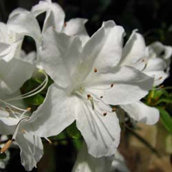 azalea japonica palestrina